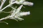 Annual trampweed